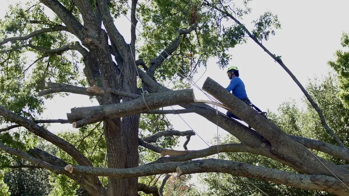 Professional Crown Thinning performed by certified arborists in Nada