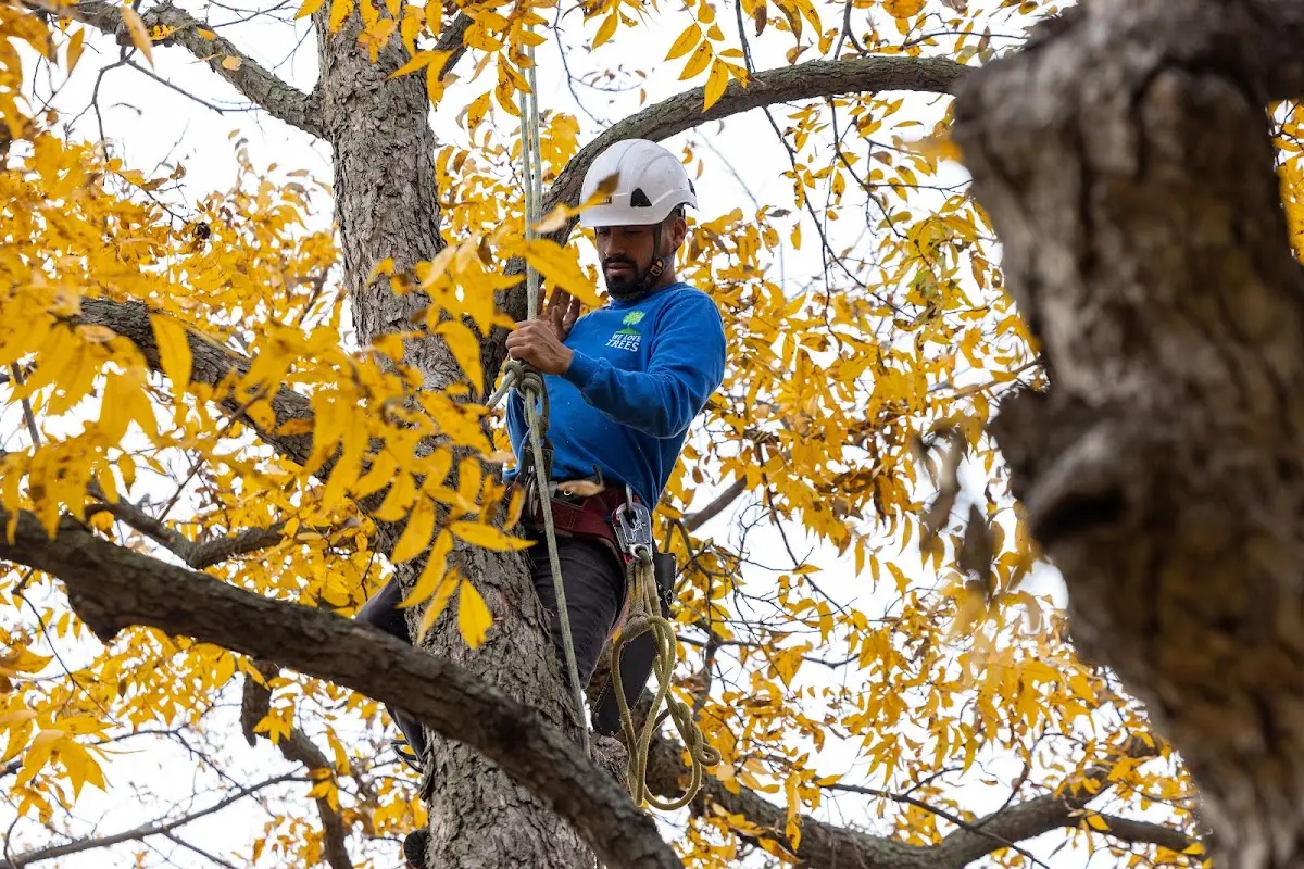 Skilled Storm Damage Cleanup crew working in Nada